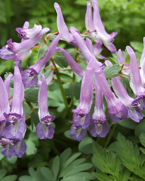 Corydalis Purple Bird